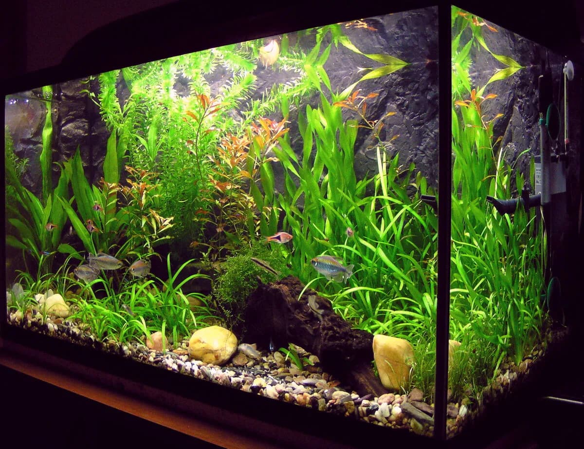 Beautiful planted freshwater aquarium